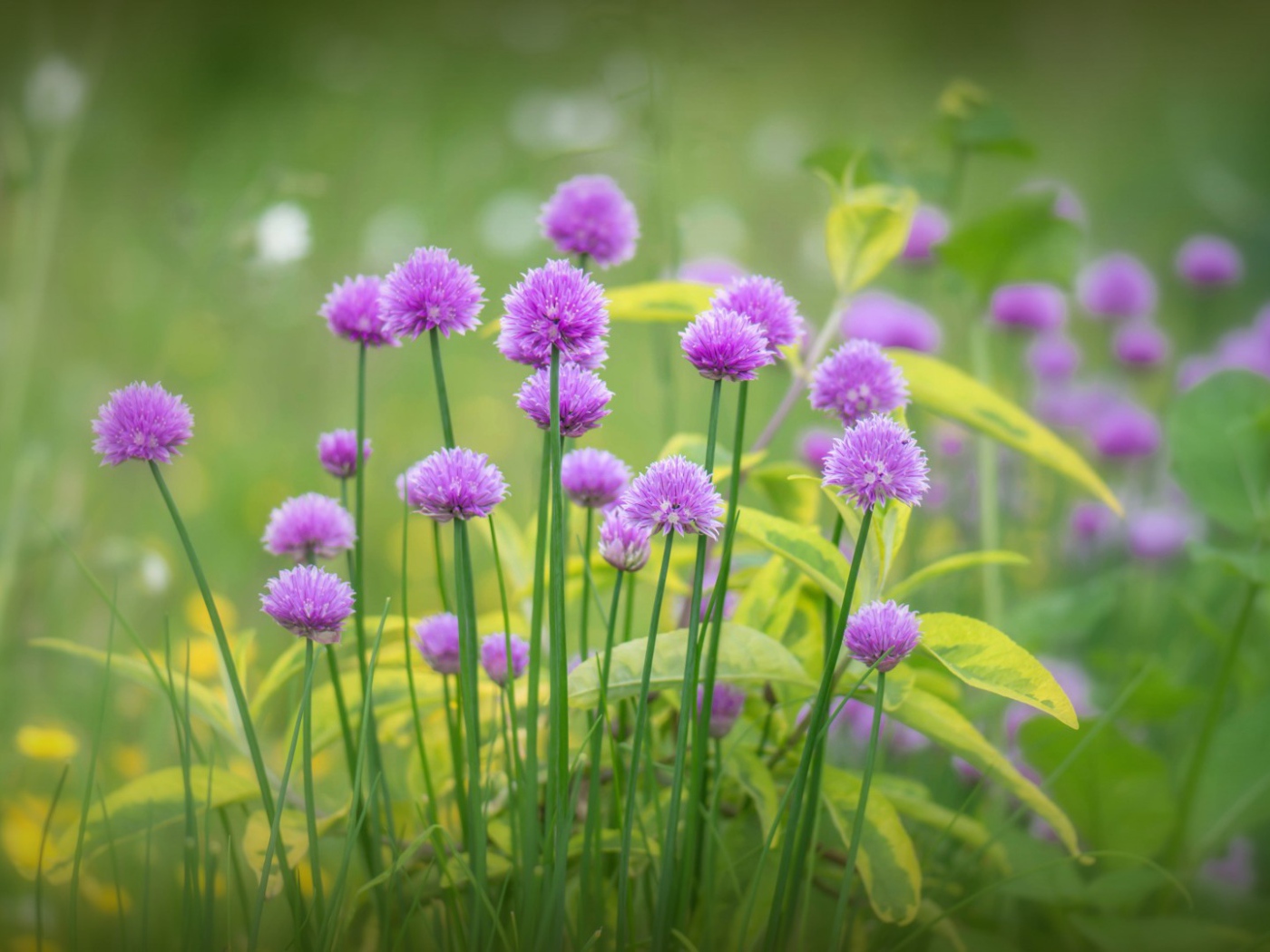 Поляна для отдыха