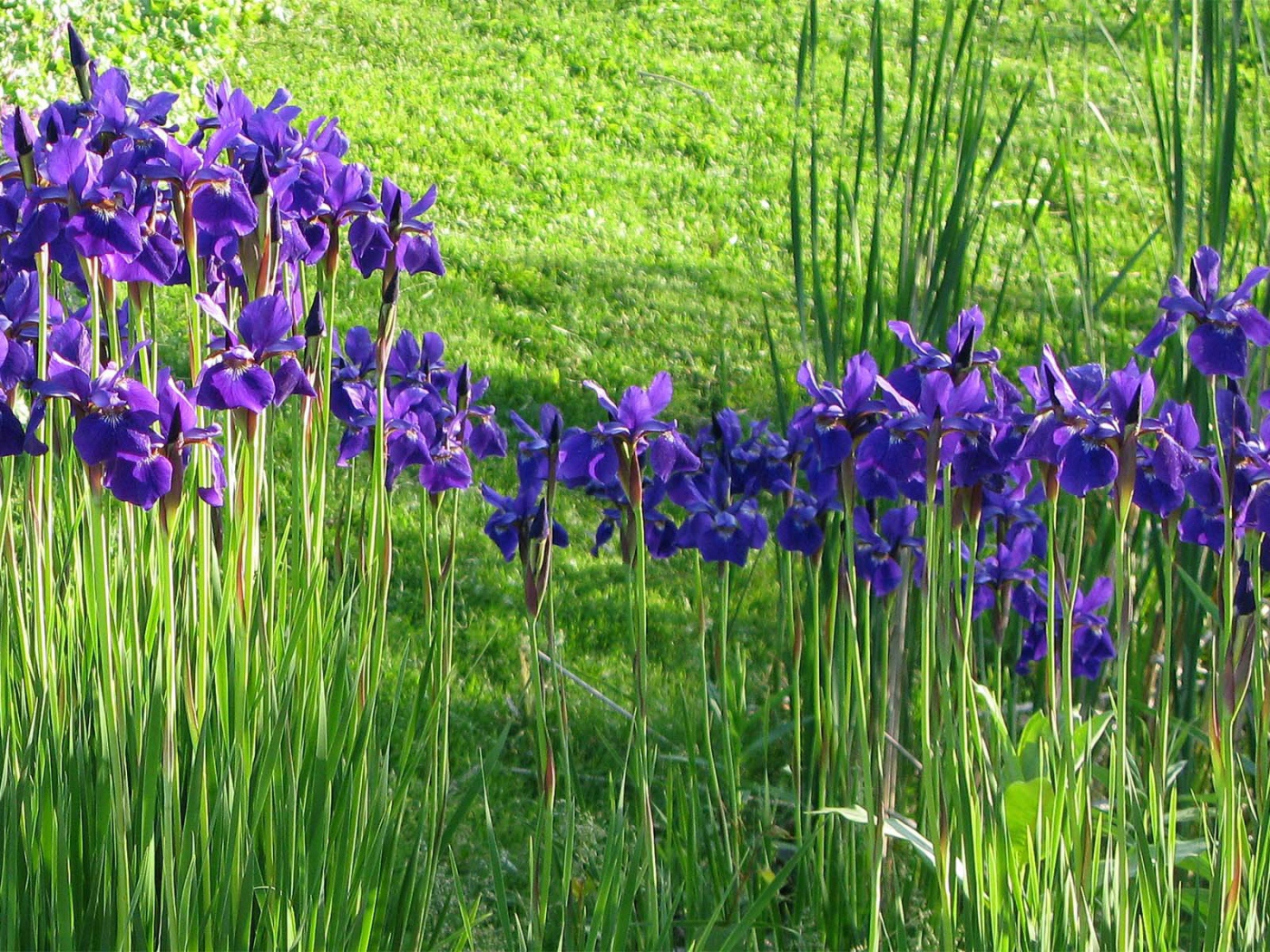 Полянка с ирисами