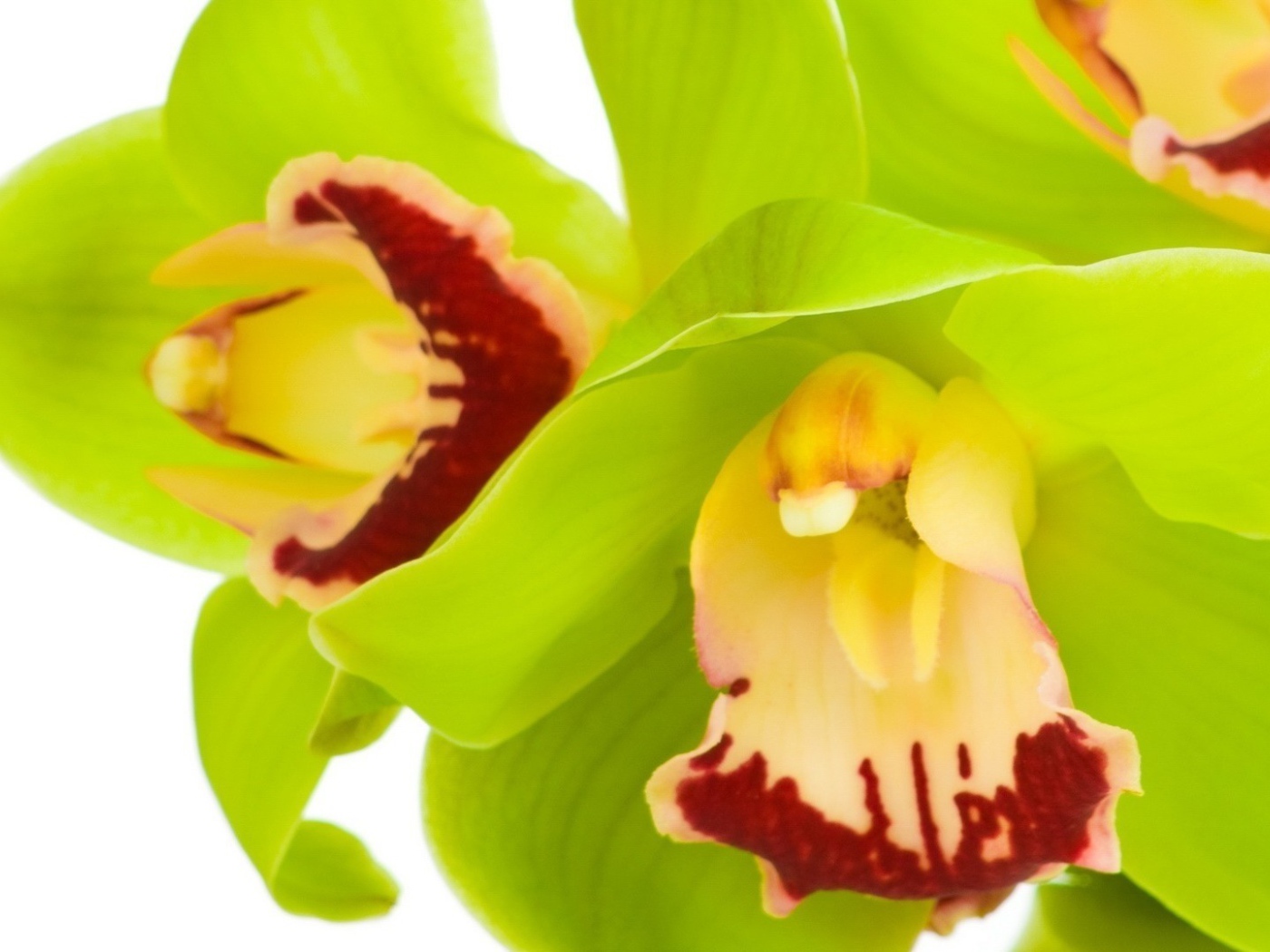 Зеленые орхидеи