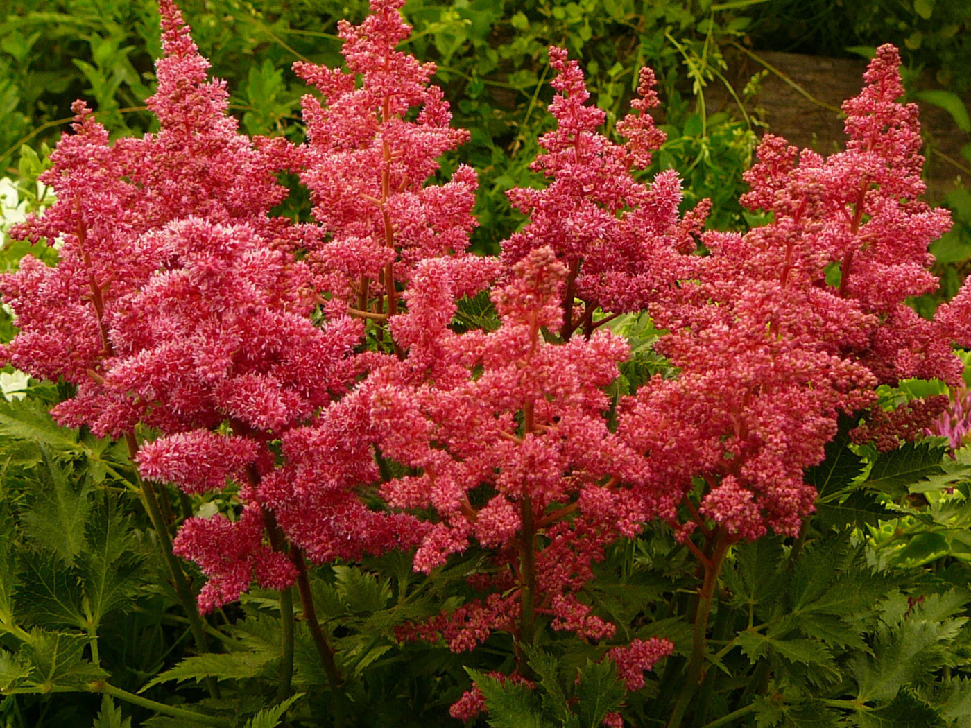 Выращивание цветов астильба в саду
