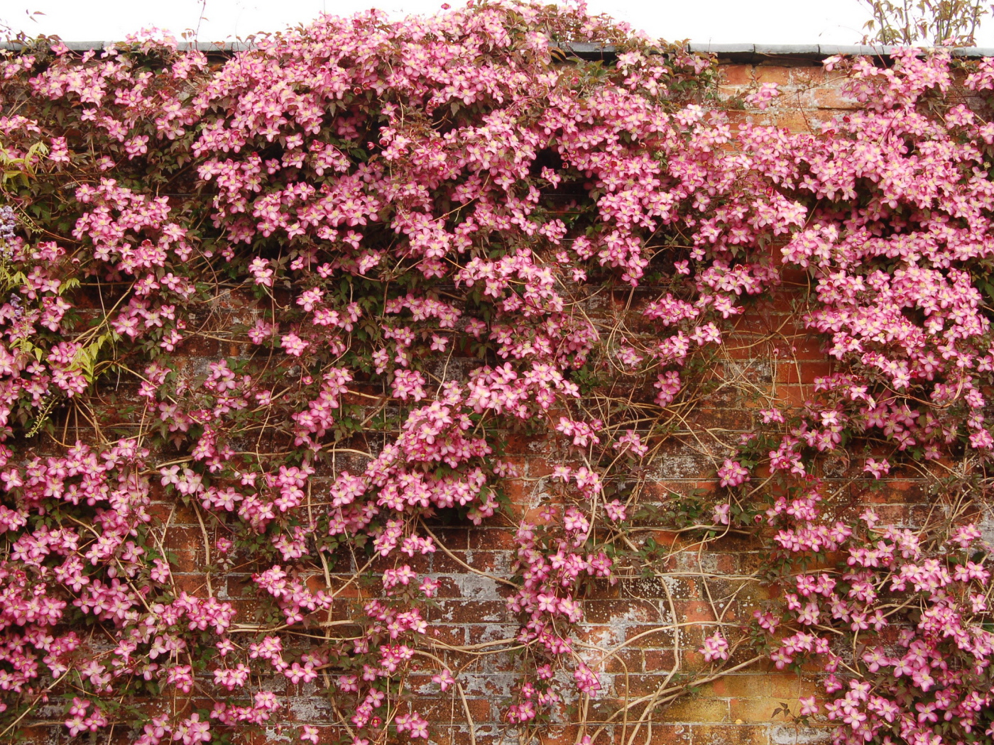 Выращивание цветов клематис в саду
