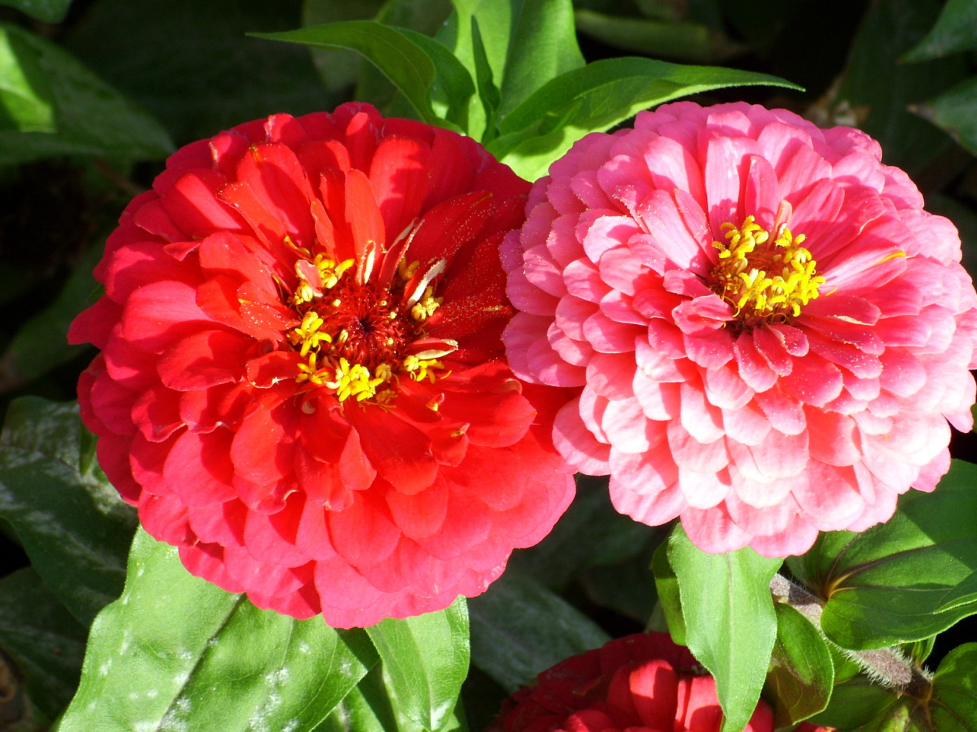 Выращивание цветов цинния (циния) в саду