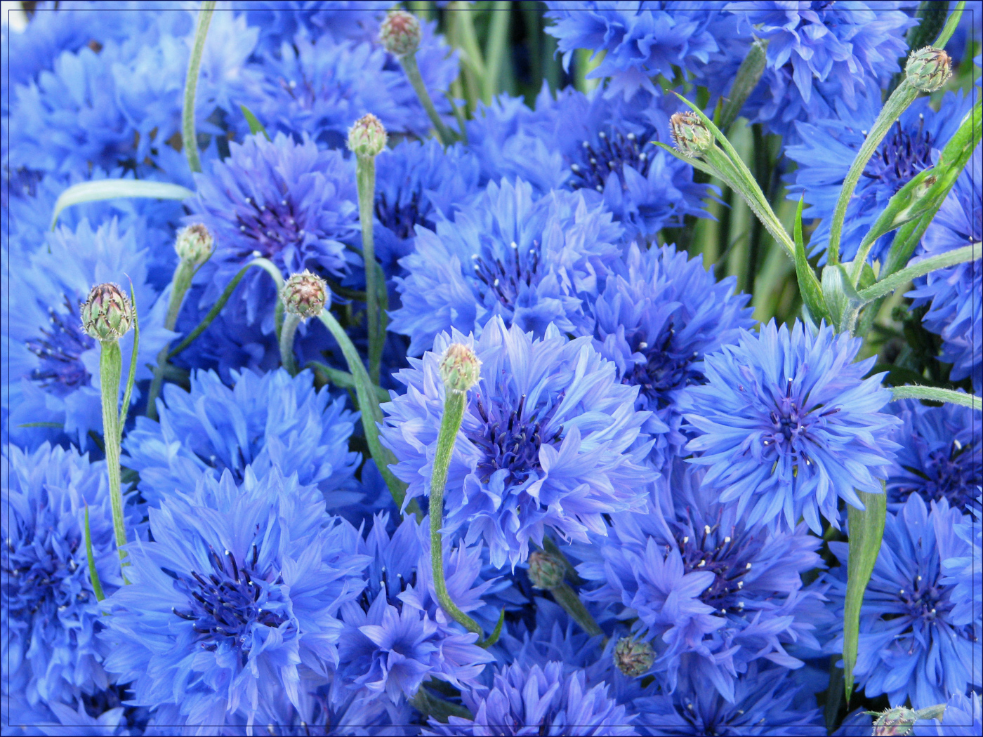 Выращивание васильков в саду