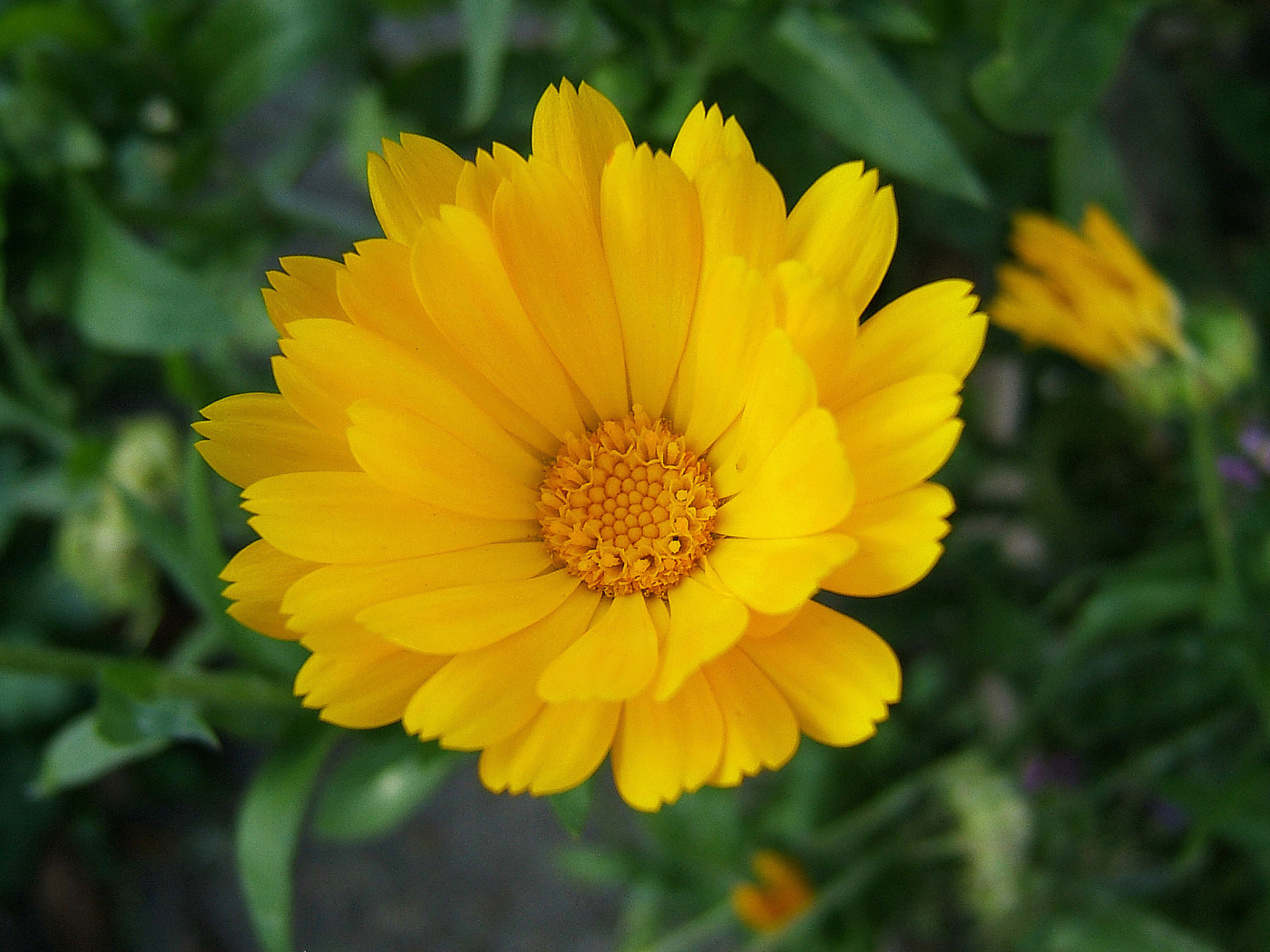 Выращивание цветов календулы в саду