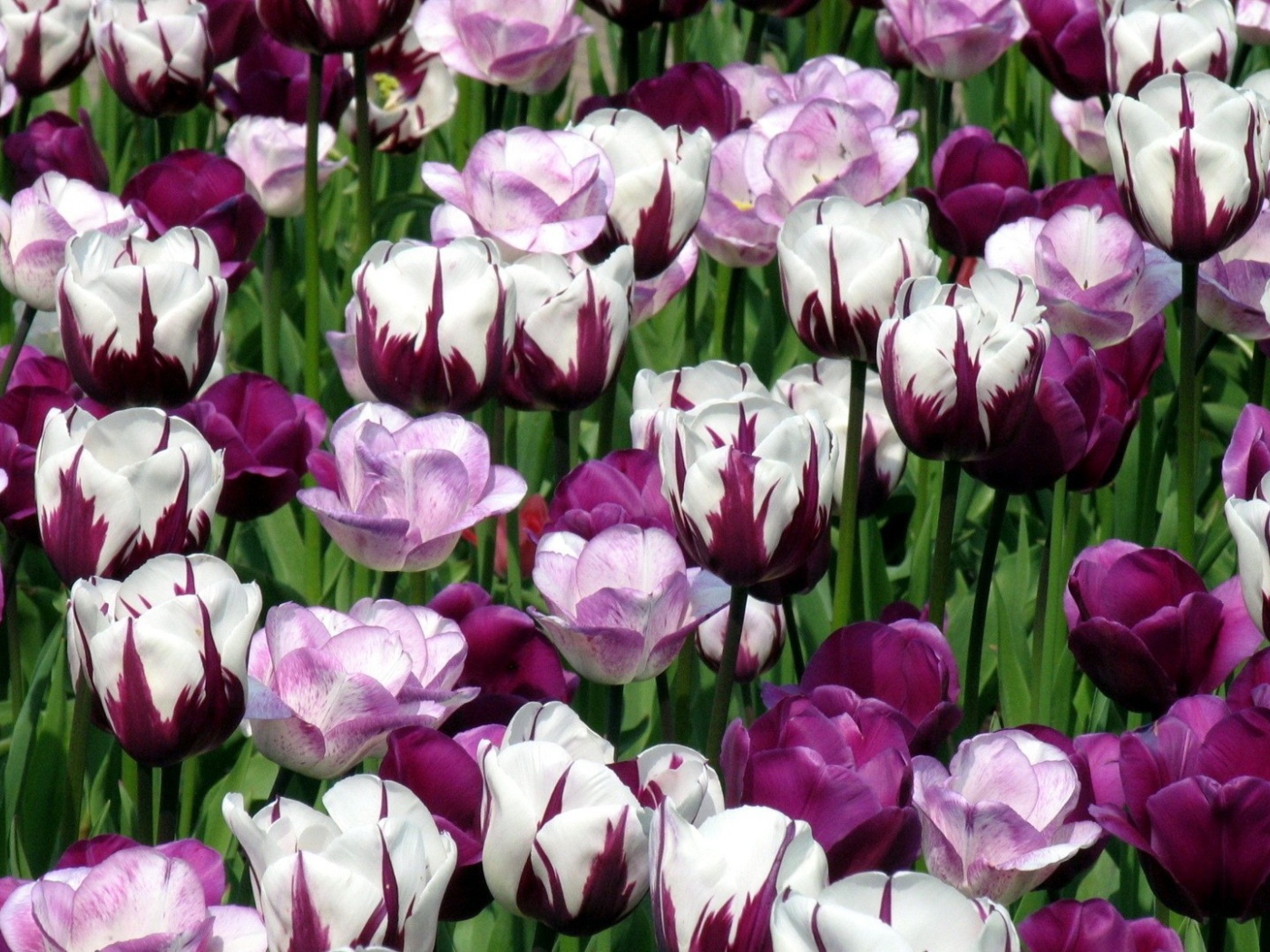 Гибридные тюльпаны