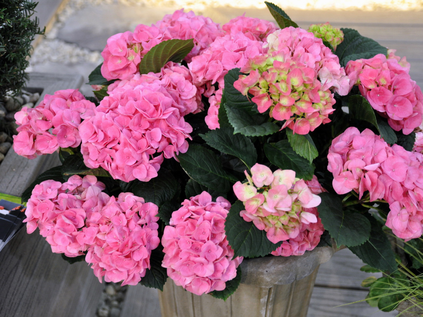 Выращивание цветов гортензия в горшке