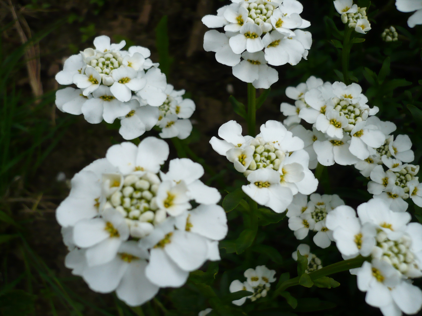 Красивые цветы иберис в саду