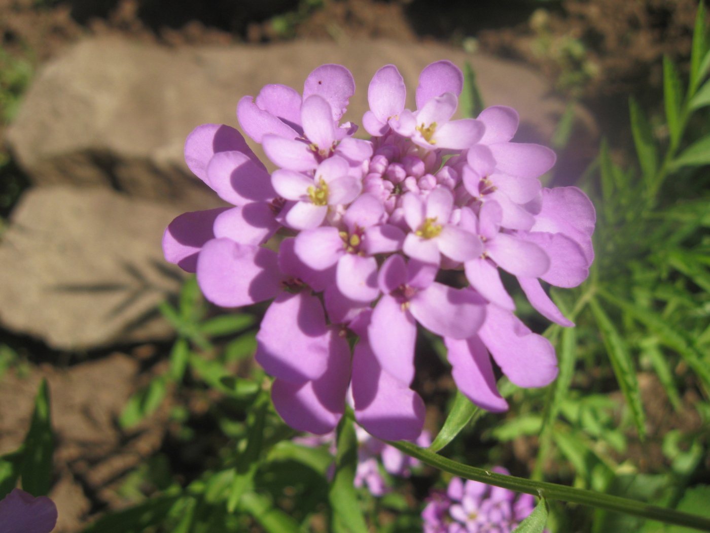Выращивание цветов иберис в саду