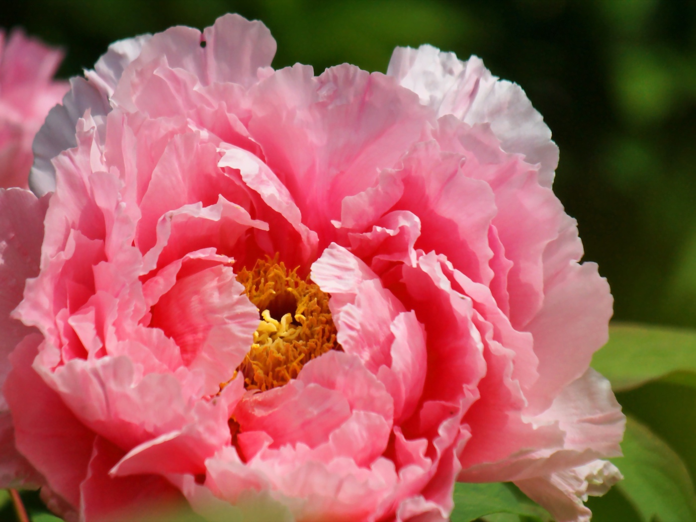 На поляне красивый цветок пион