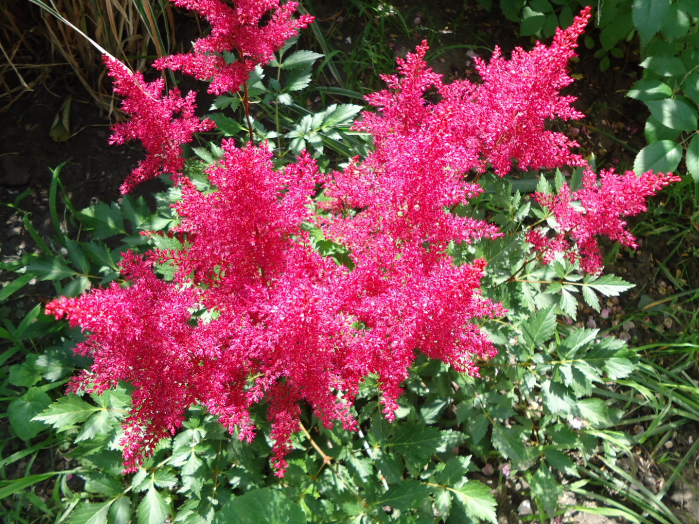 На поляне красивые цветы астильба