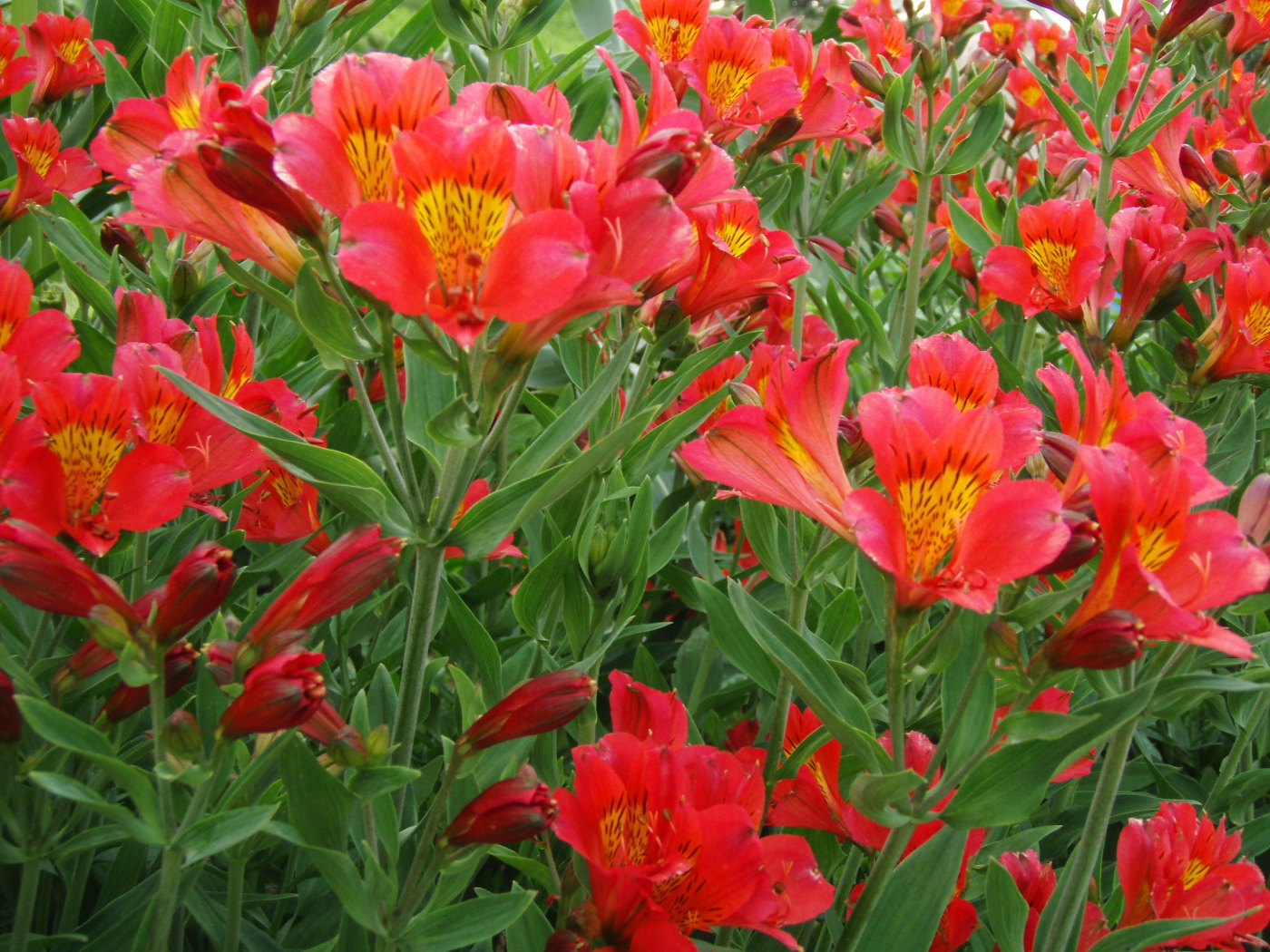 На поляне красивые цветы альстремерия