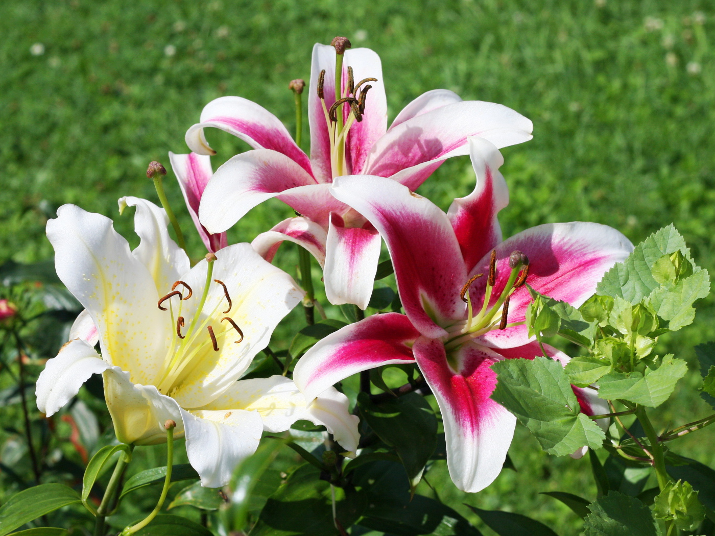 На поляне красивые цветы лилия