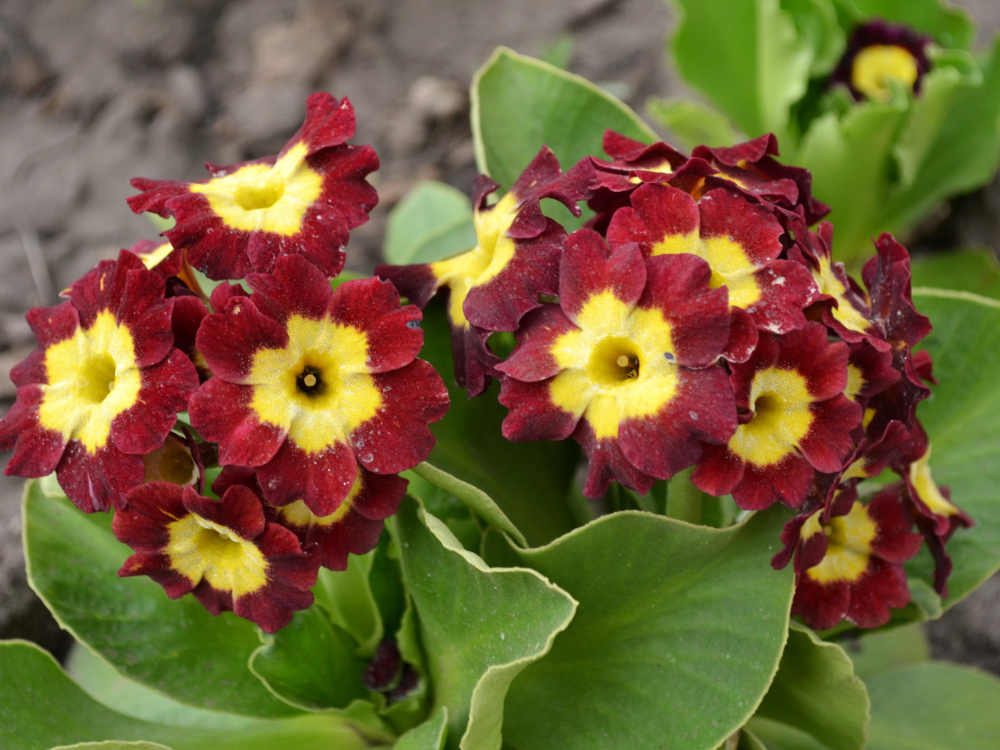 На поляне красивые цветы примула