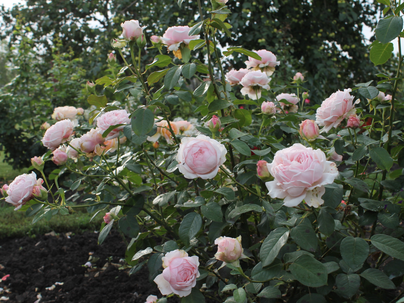 На поляне красивые цветы кустарниковые розы