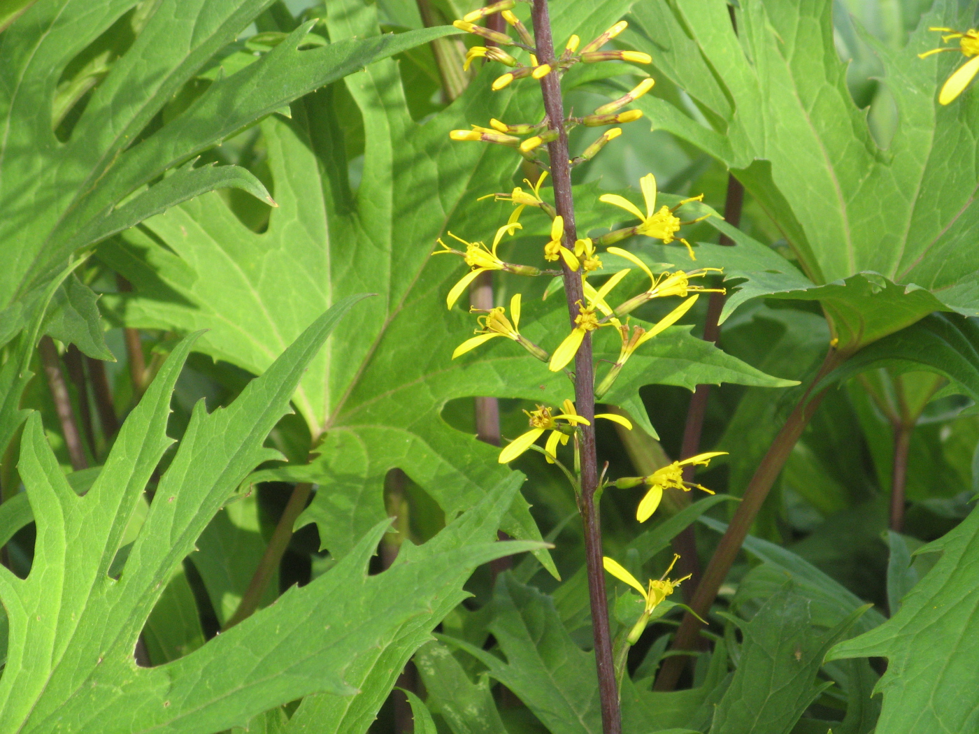 На поляне красивое растение бузульник