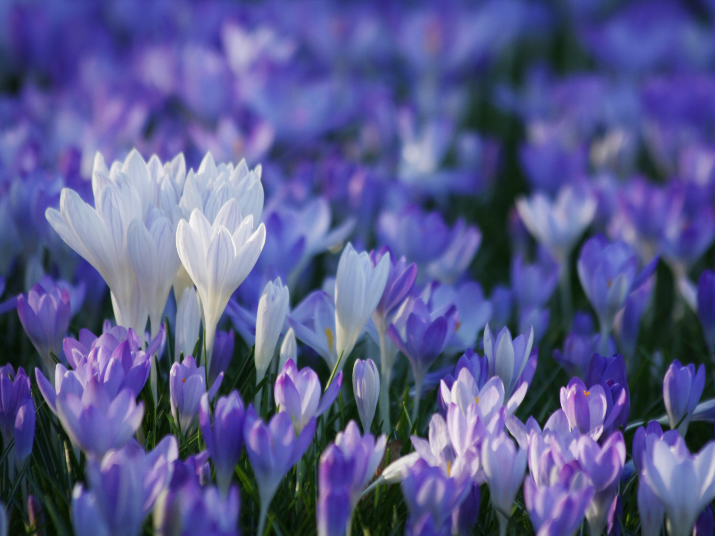 В лесу красивые цветы шафран