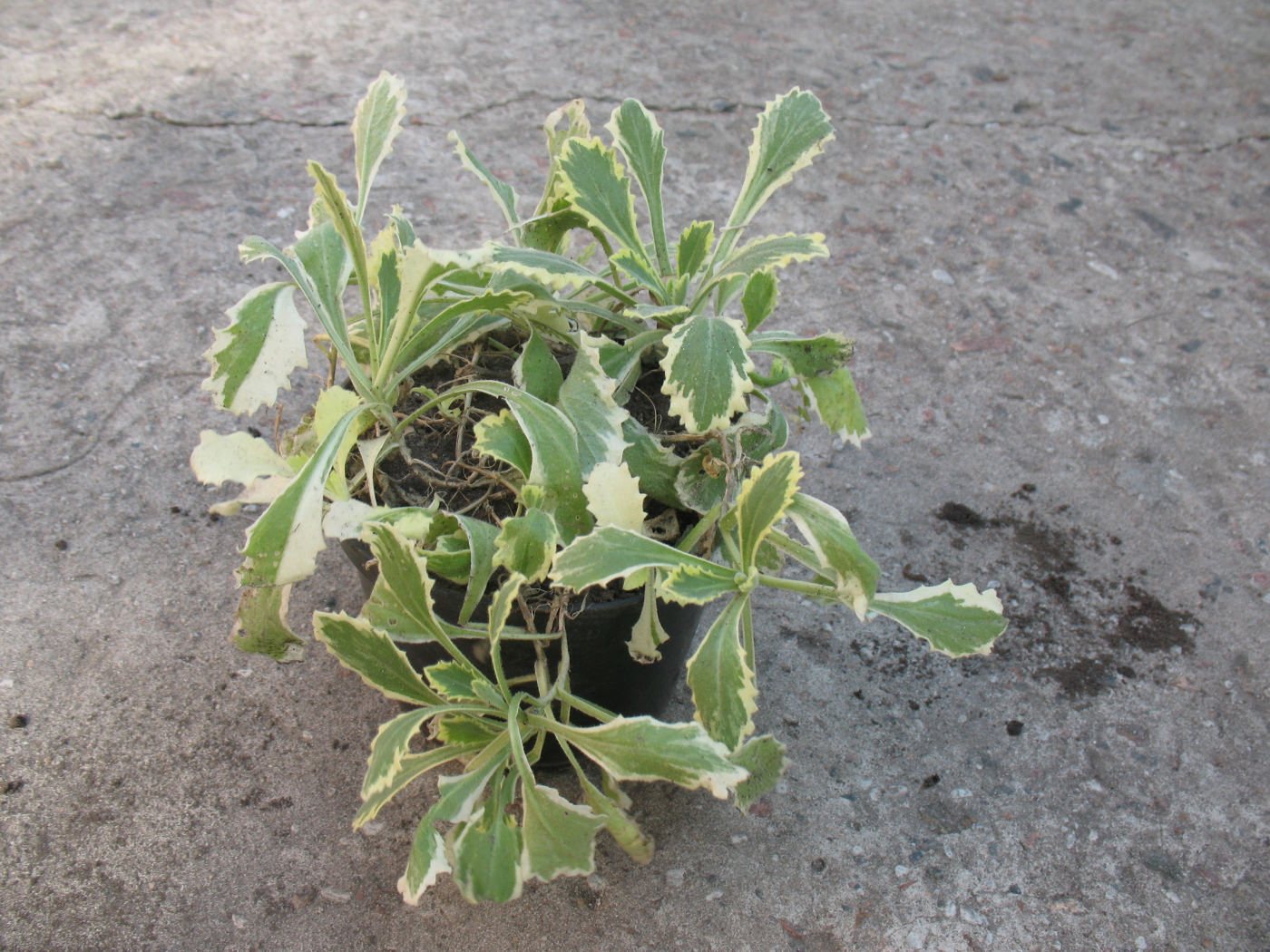 В огороде выросла резуха