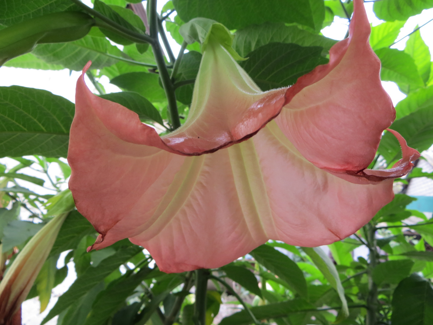 В саду красивые цветы бругмансия