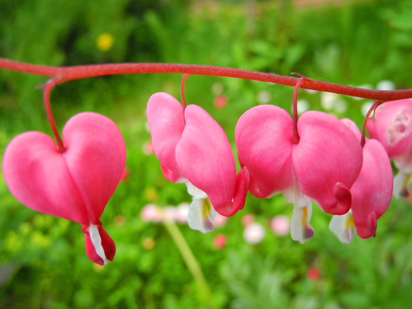 В саду красивые цветы дицентра