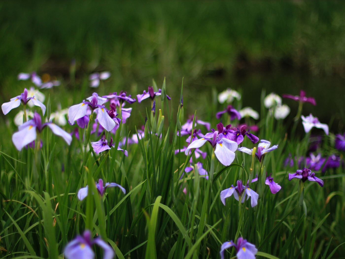 В саду красивые цветы ирисы