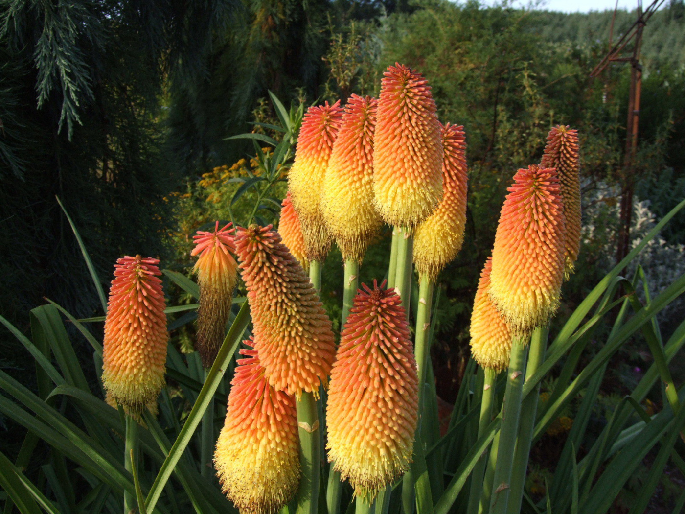 В саду красивые цветы кникофия