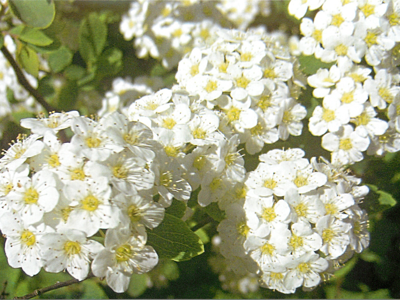 В саду красивые цветы спирея