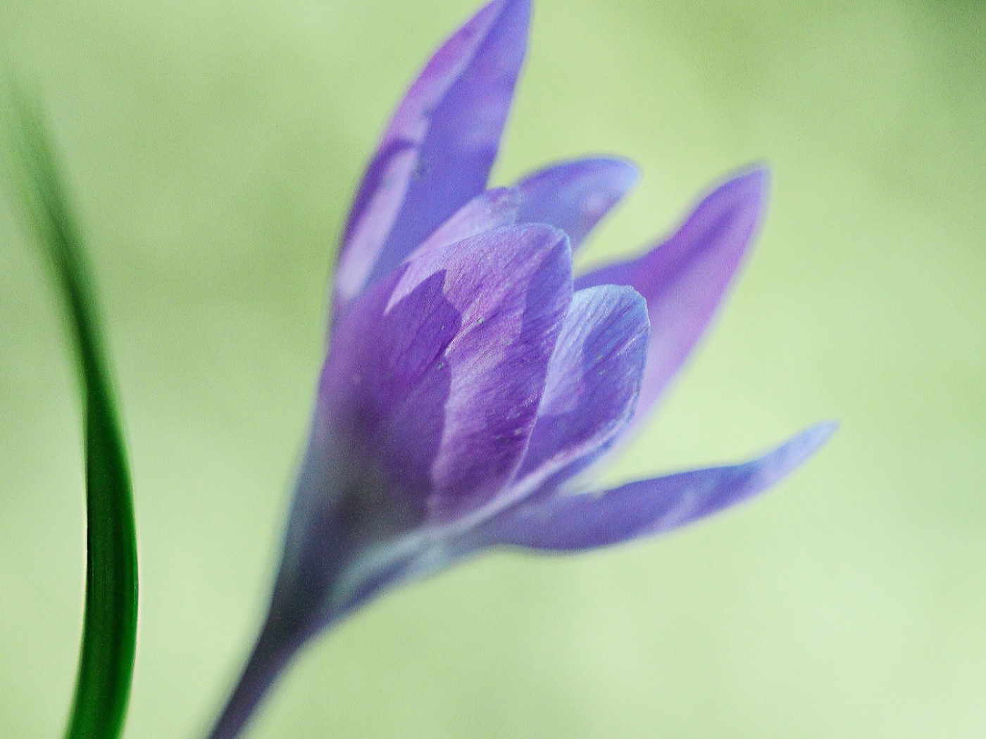 Интересный цветок