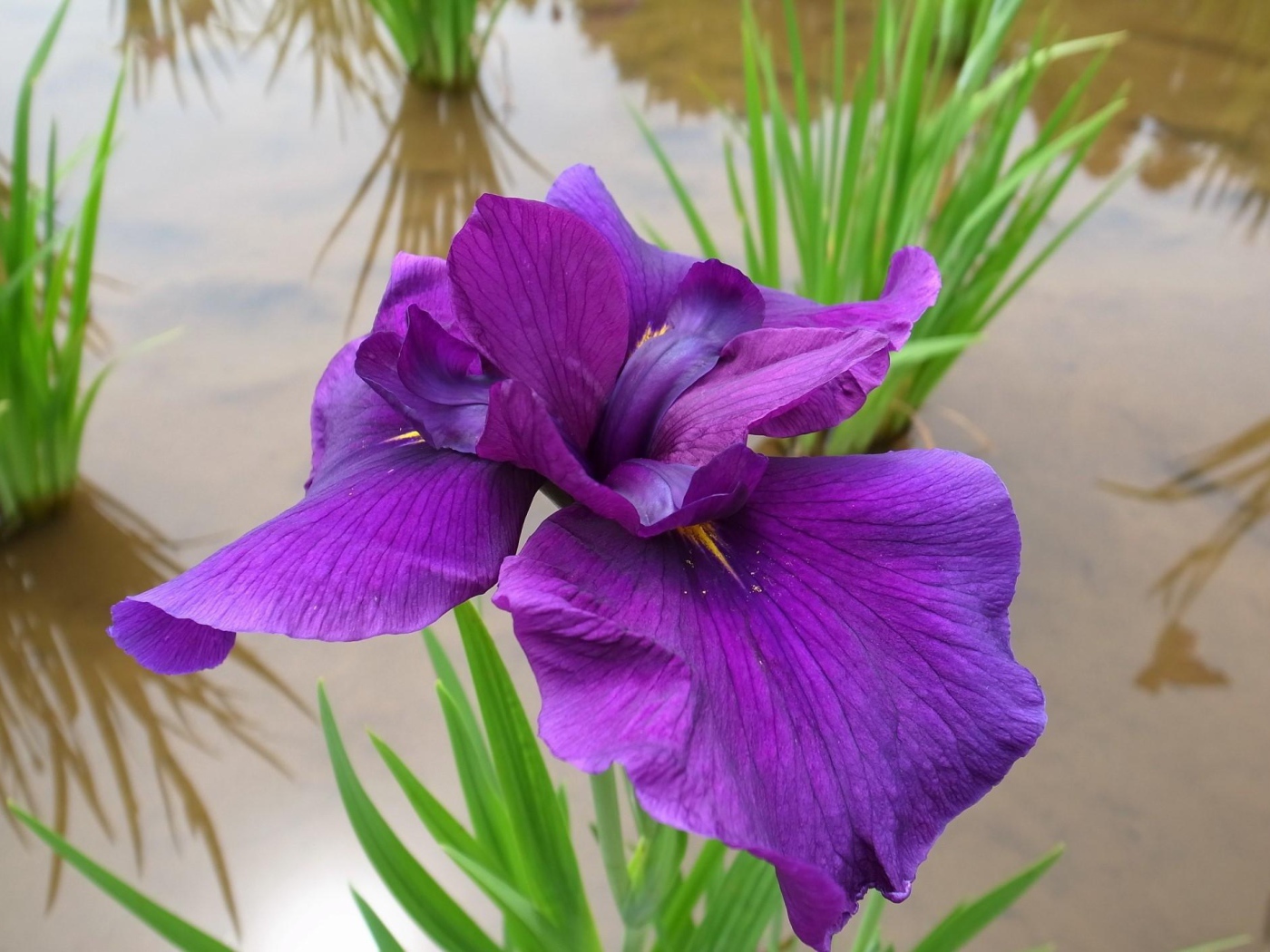 Ирис над водой