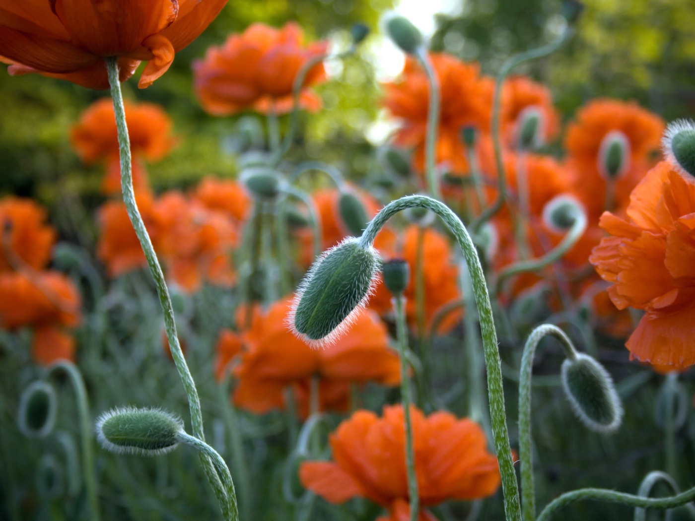 Цветы в Джексон парке