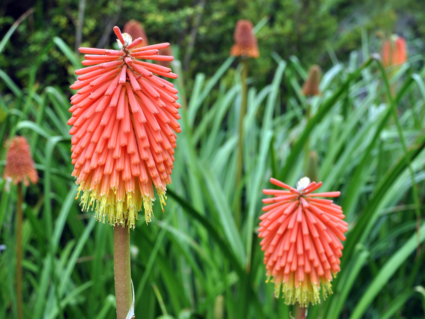 Садовые цветы кникофия на дачном участке