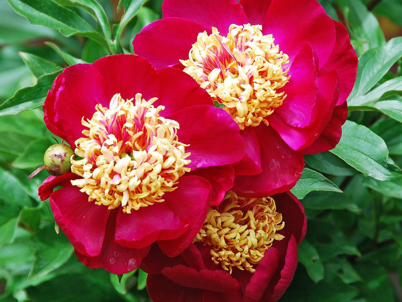 Большие цветы с красными лепестками