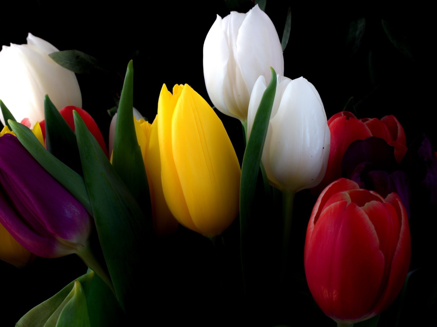 Разноцветные тюльпаны на черном фоне