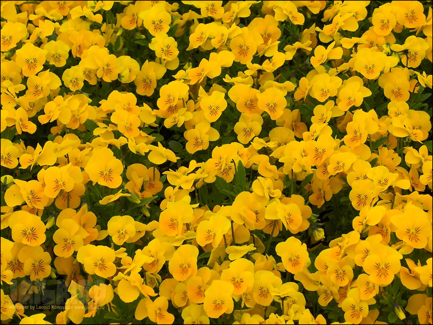 На большой поляне цветы анютины глазки