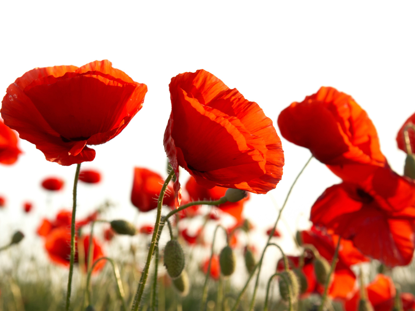 Восточный мак распустился в поле