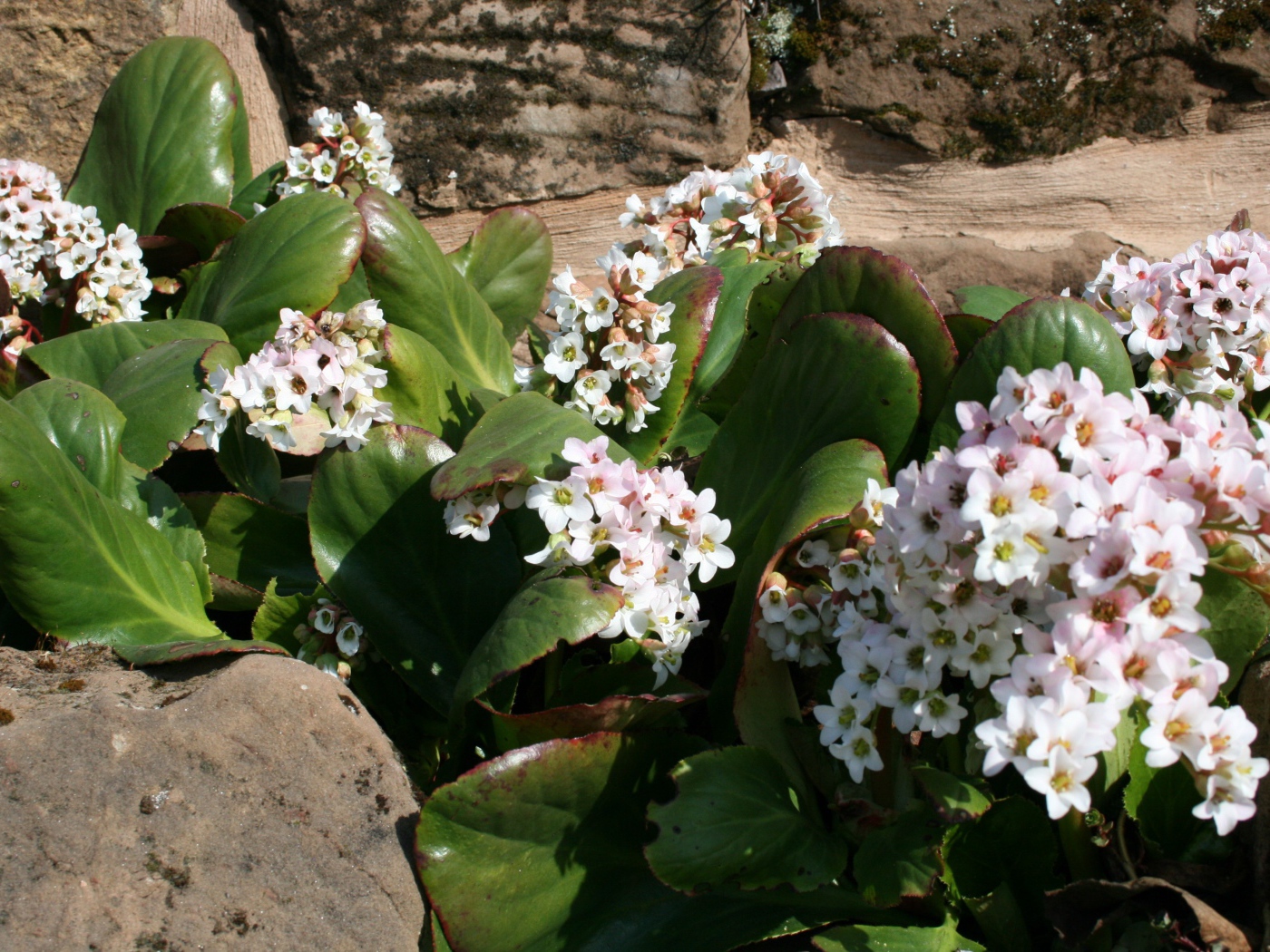 Бадан многолетнее растение