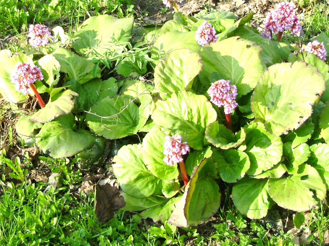 Многолетнее растение бадан на солнце