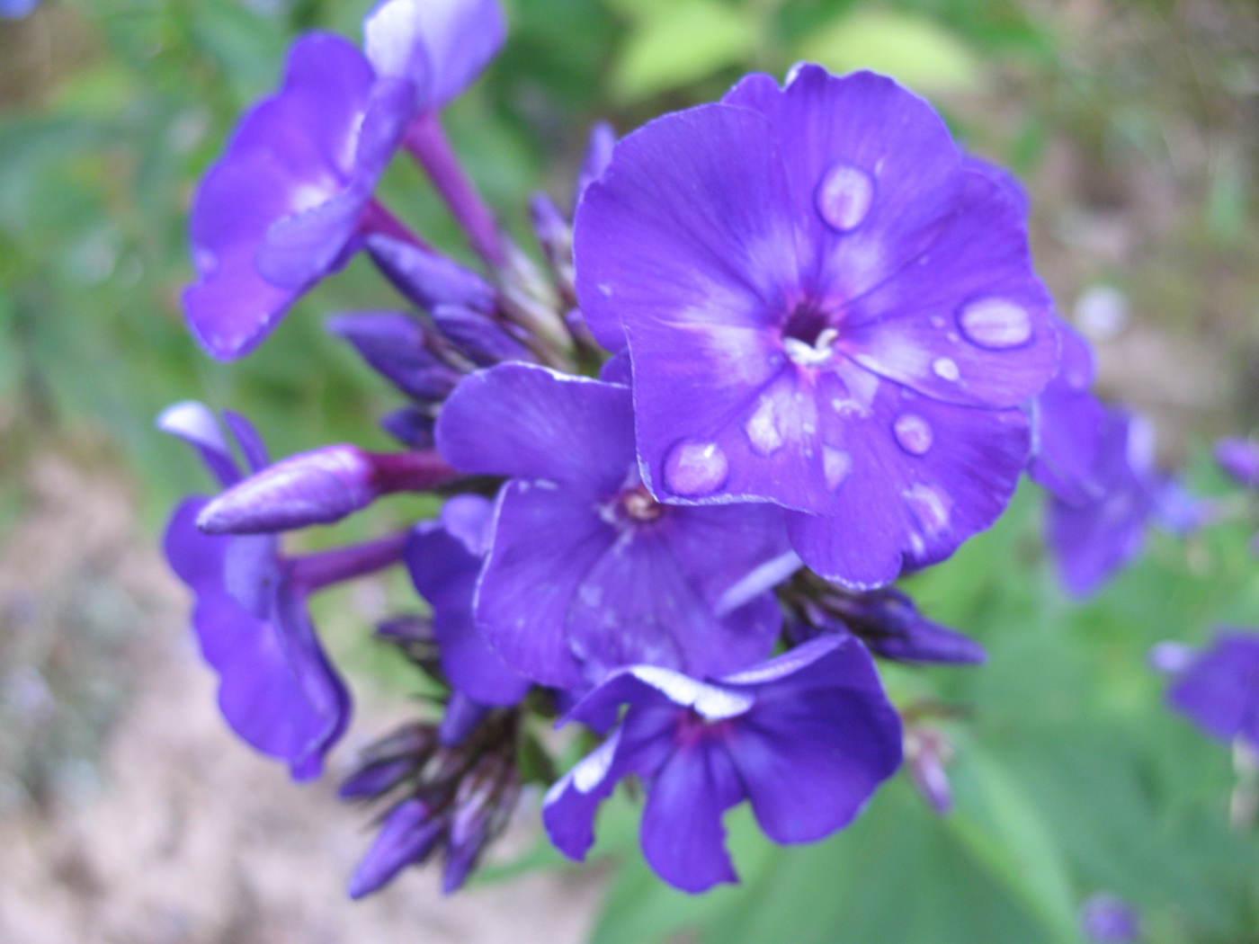 Цветы флокс на поляне