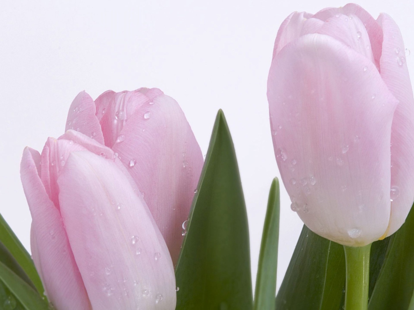 Розовый тюльпан