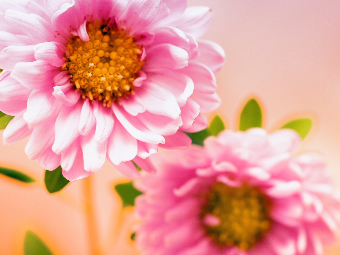 Пара розовых цветов