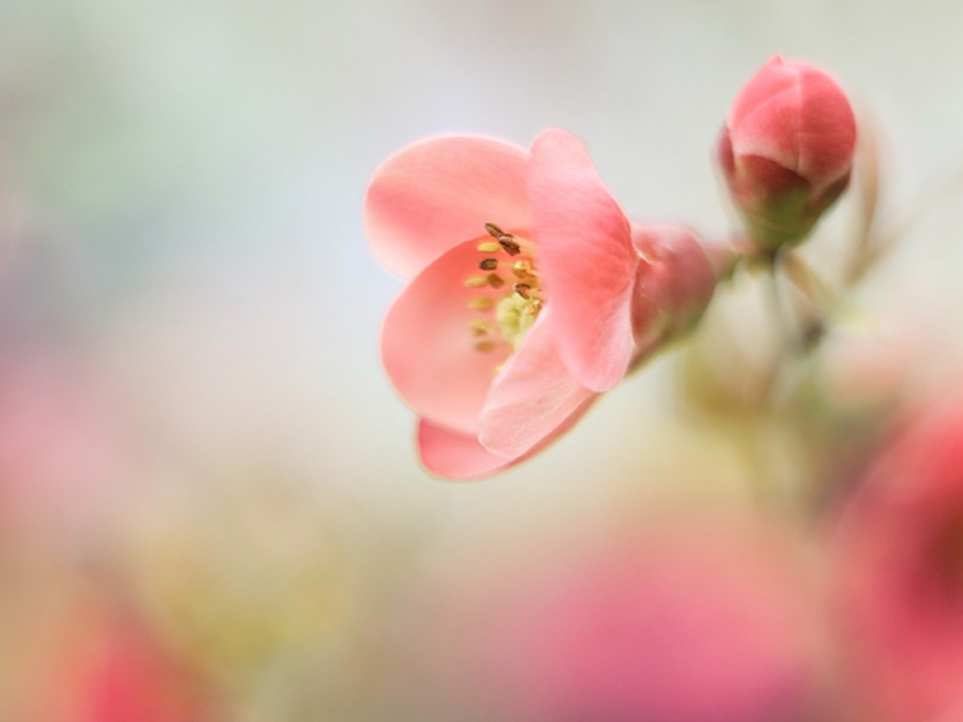 Розовый цветок