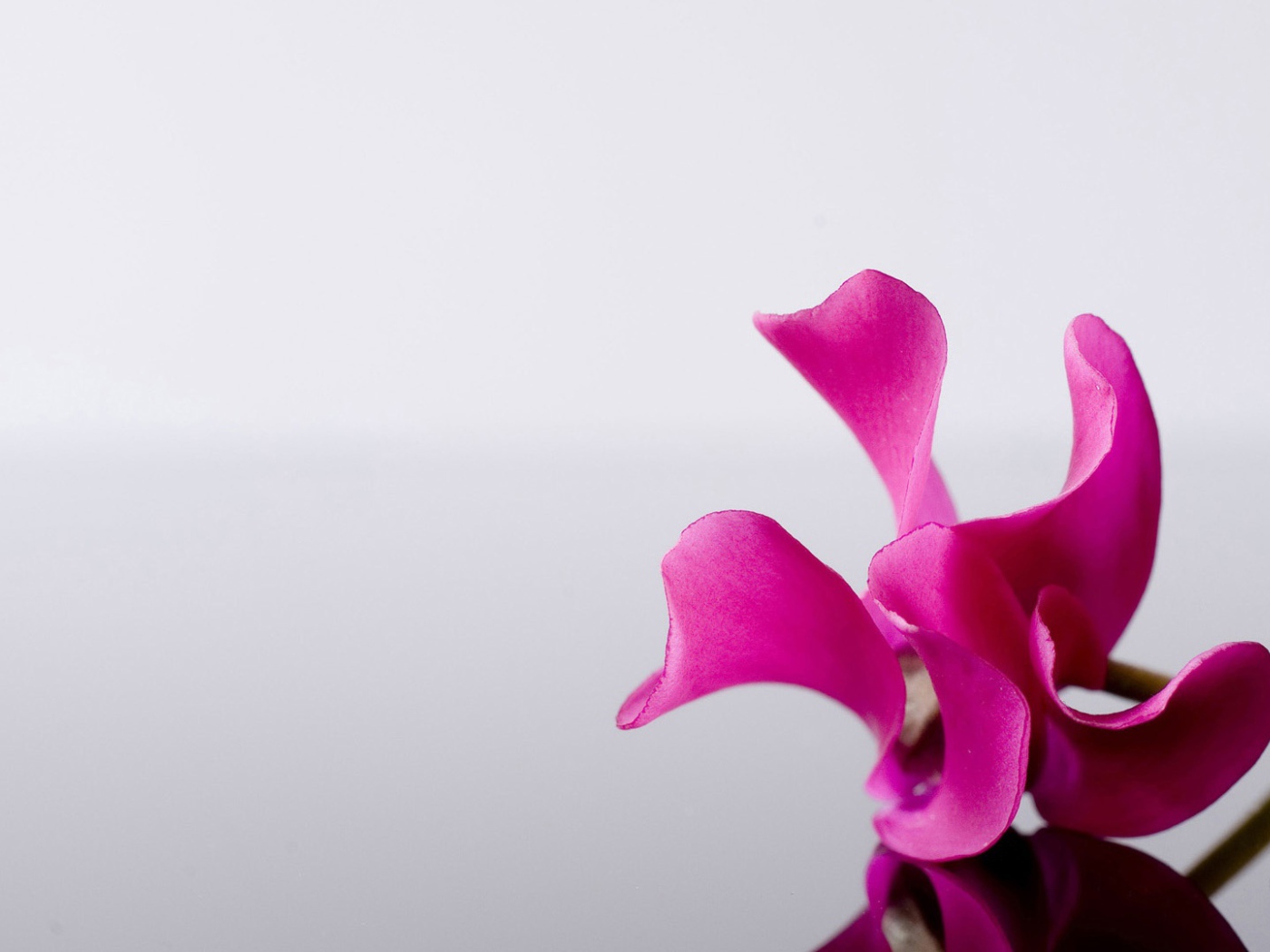 Одинокий розовый цветок