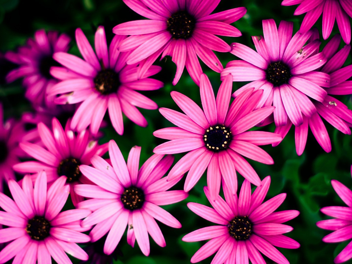 Розовые цветы на фоне зелени