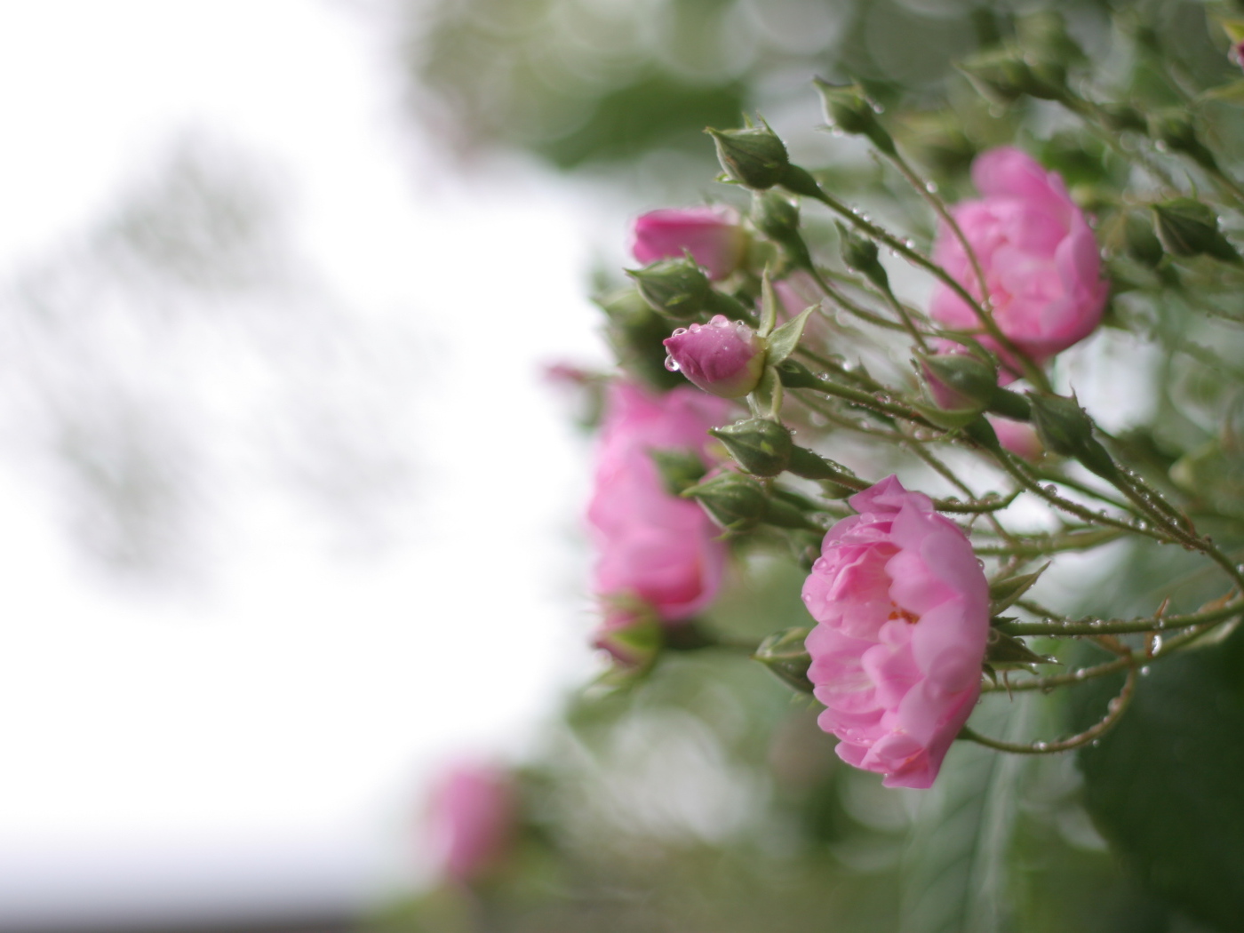 Розовые цветы на кусту
