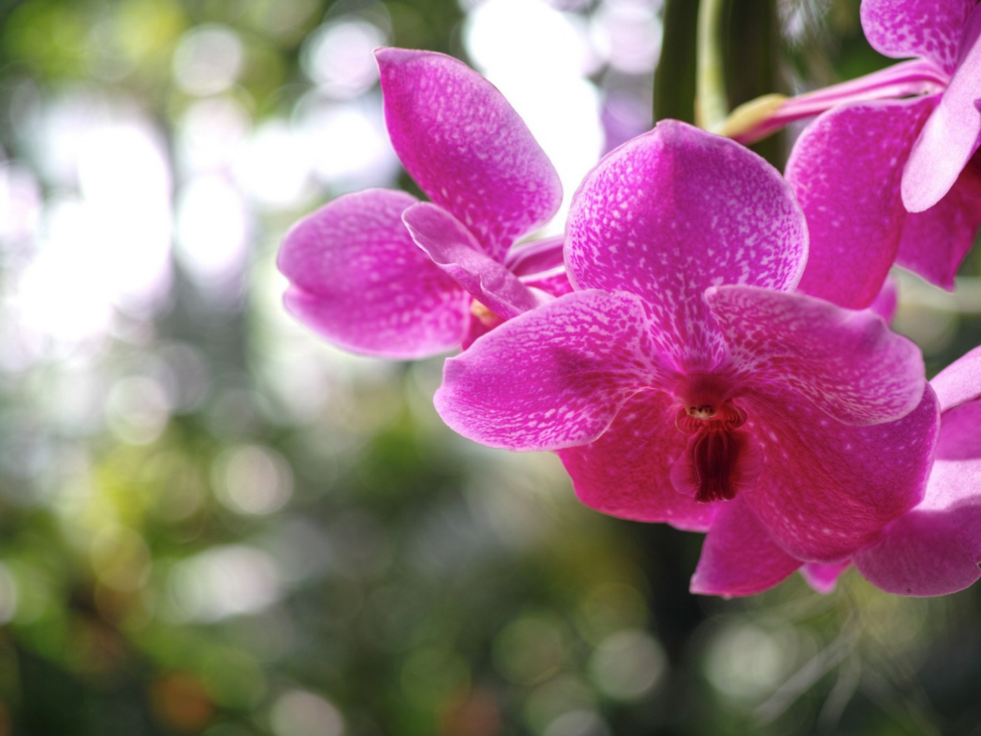 Розовая орхидея