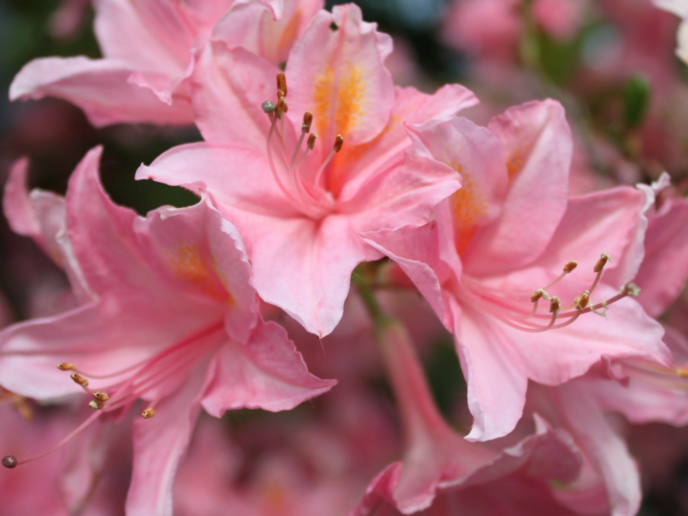 Розовые орхидеи