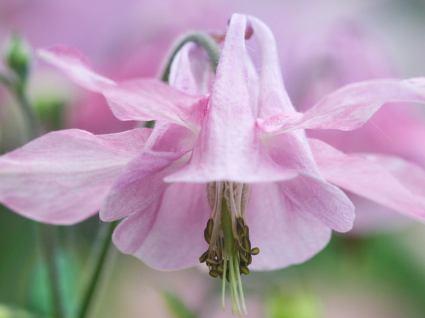 Pозовые лепестки