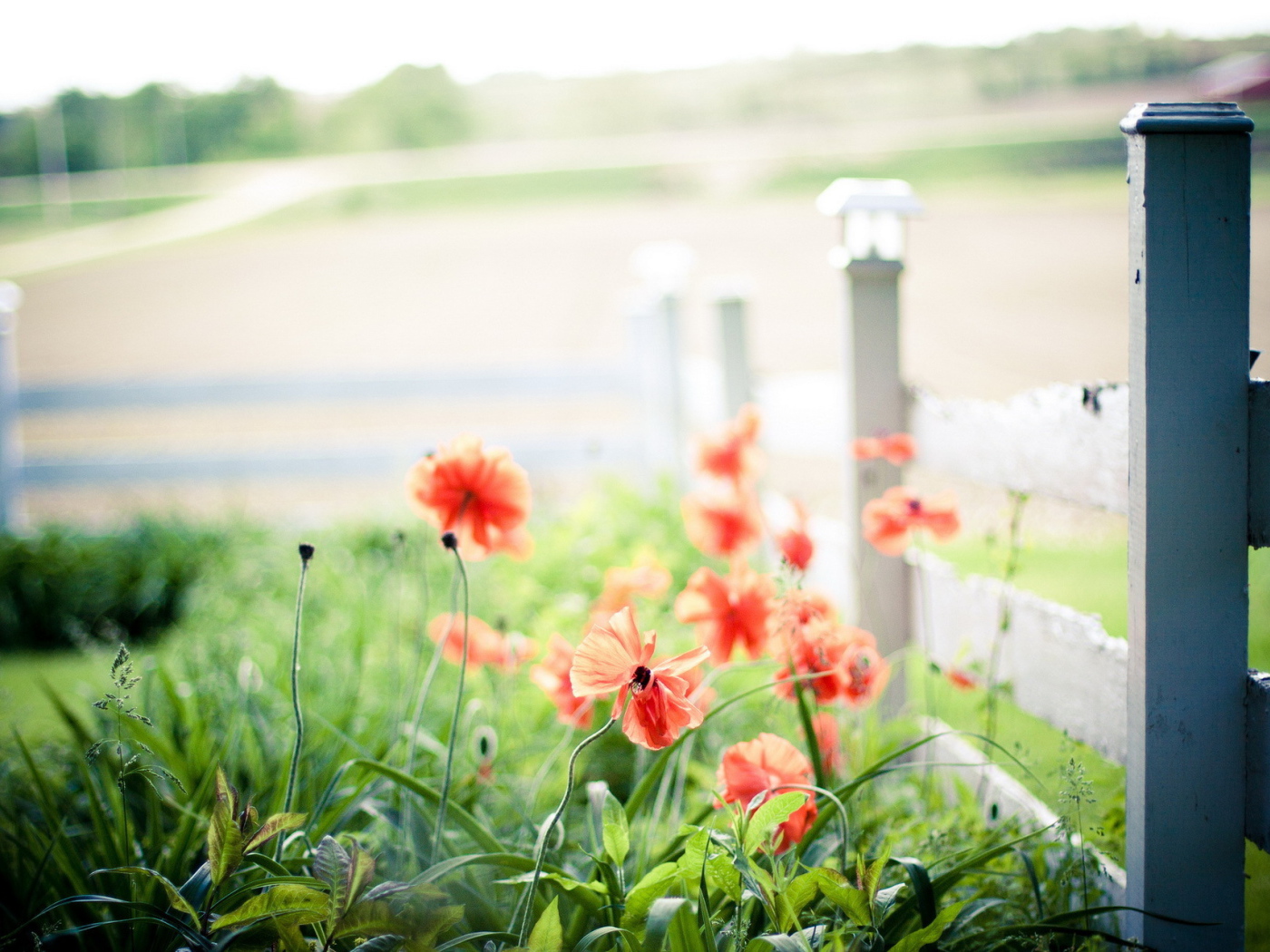 Маки у забора