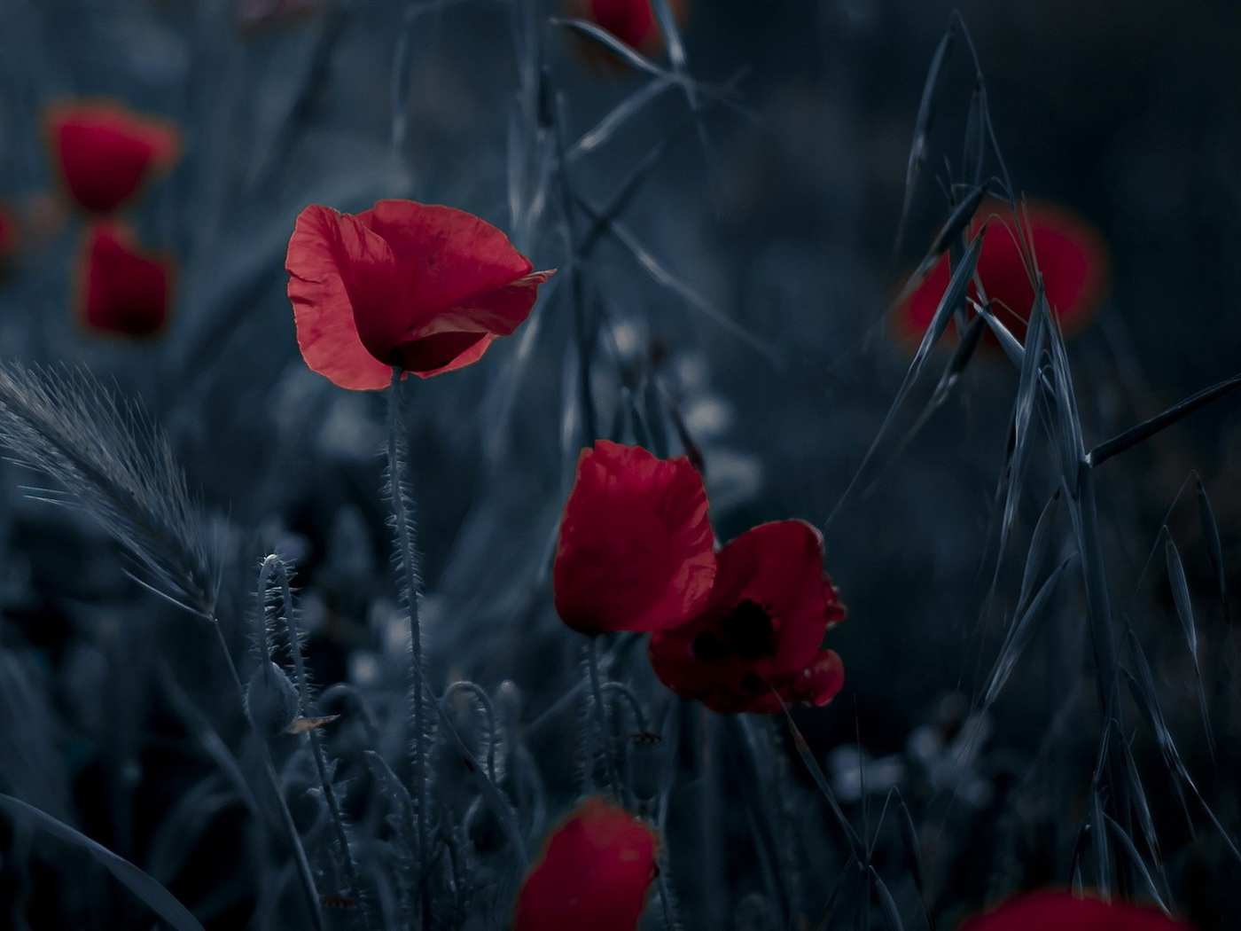 Маки на ночном поле