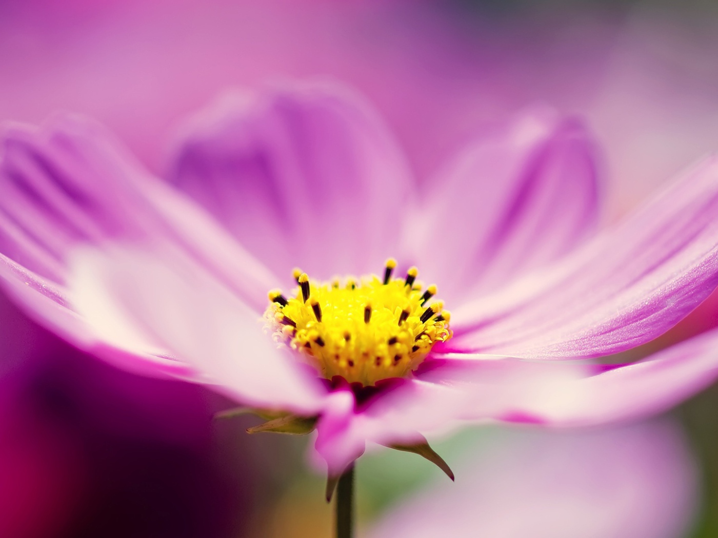 Сиреневые космические цветы