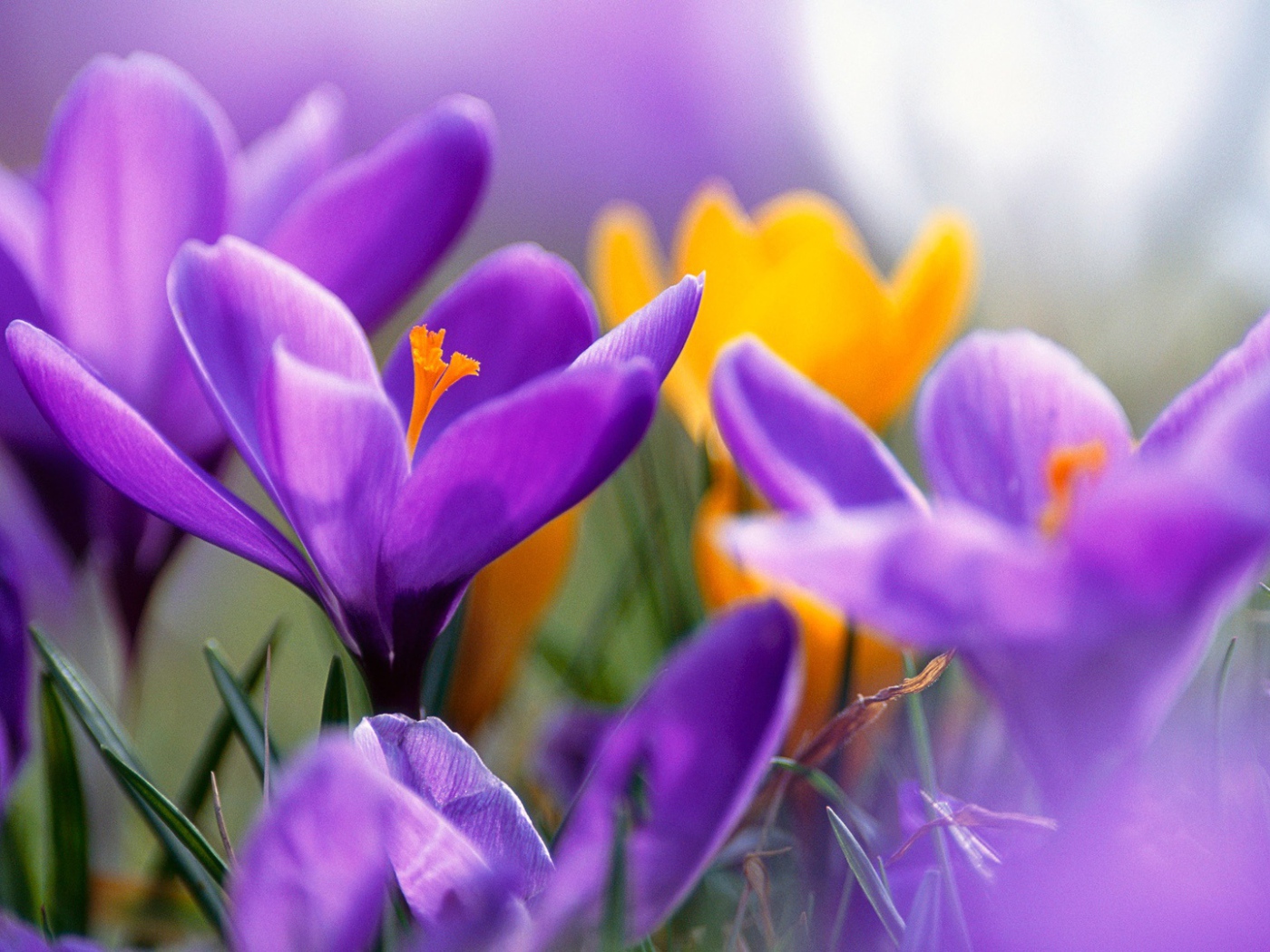 Сиреневые крокусы